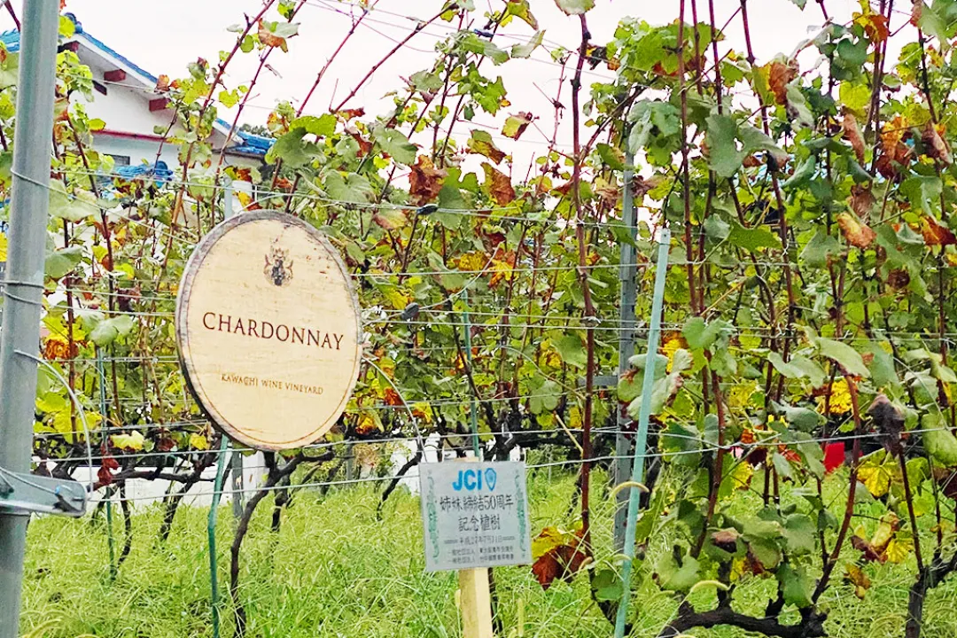 河内ワイン贅沢ペアリングツアー ～和牛フルコースとともに～#5