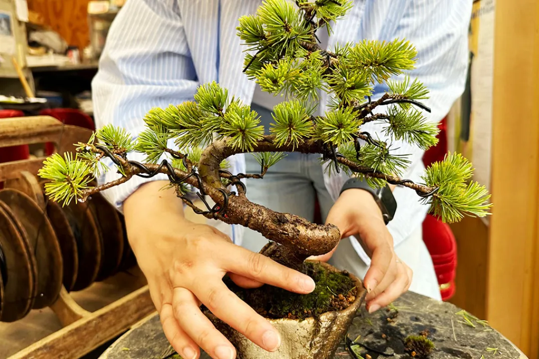 以池田的大自然療癒心靈，盆栽和寺院的體驗之旅#2