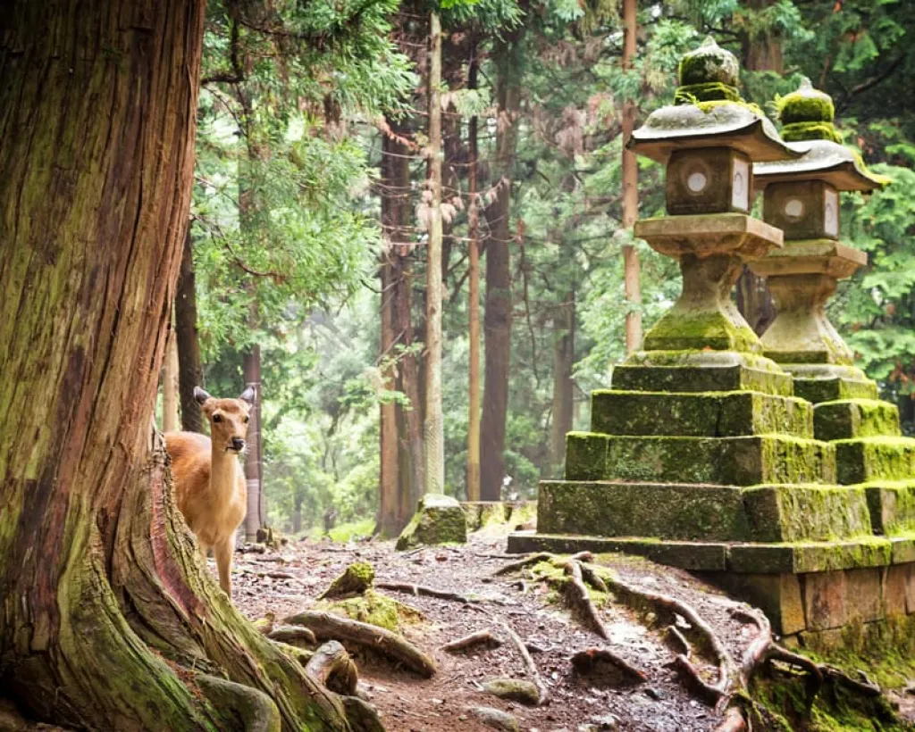 Nara: Kasuga Taisha, World Heritage and Sacred Deer Shrine#2