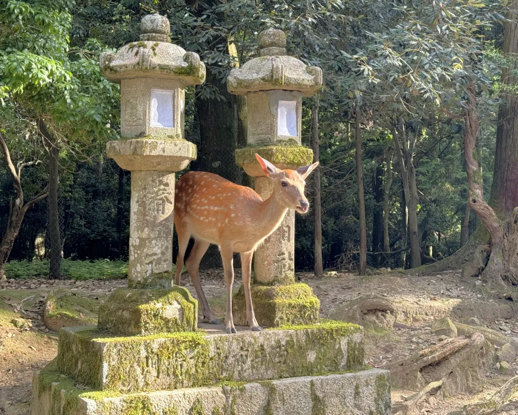 Nara: Kasuga Taisha, World Heritage and Sacred Deer Shrine#5