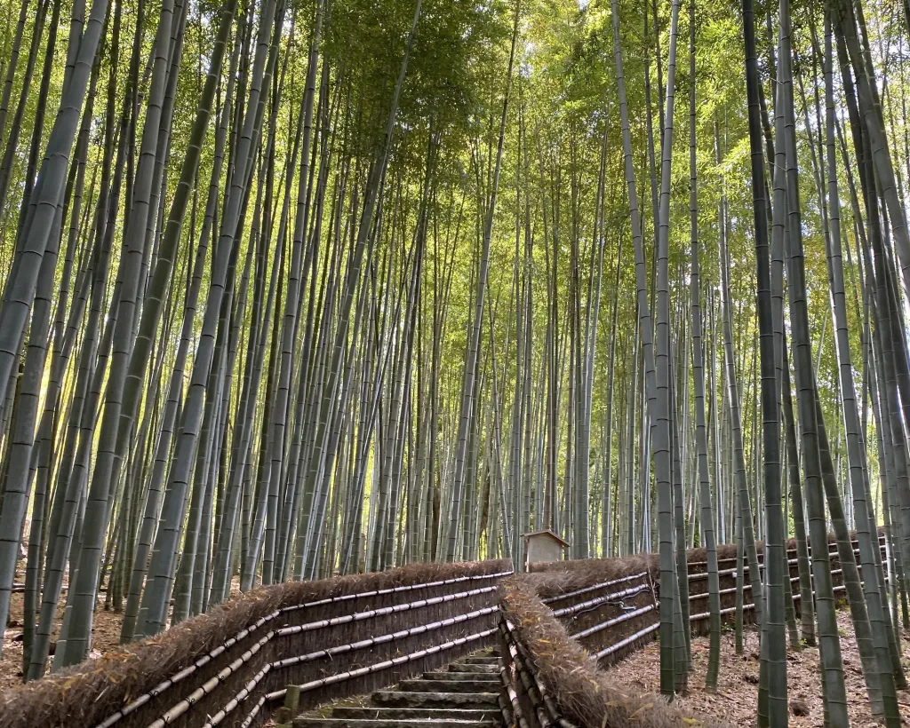 Kyoto: Stroll around the Depths of Arashiyama#2