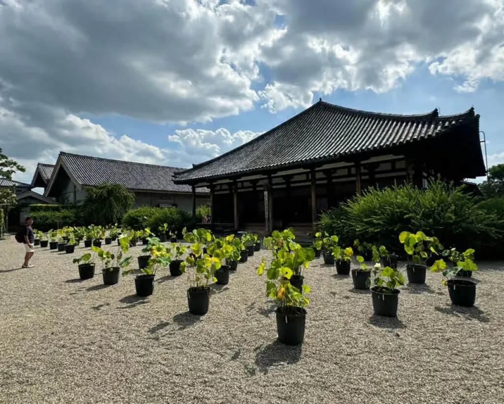 Nara: World Heritage Gangoji Temple & Naramachi Old Town#2