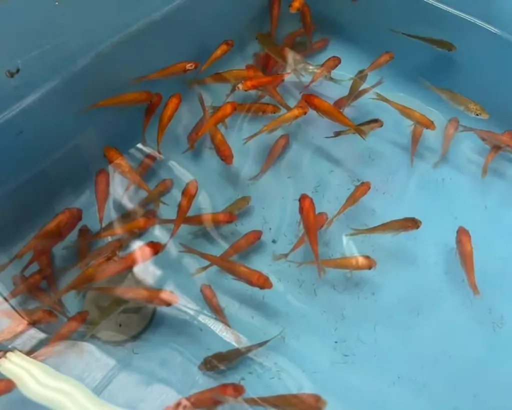 Nara: Discover Koriyama’s Goldfish Charm - 2-Hour#3