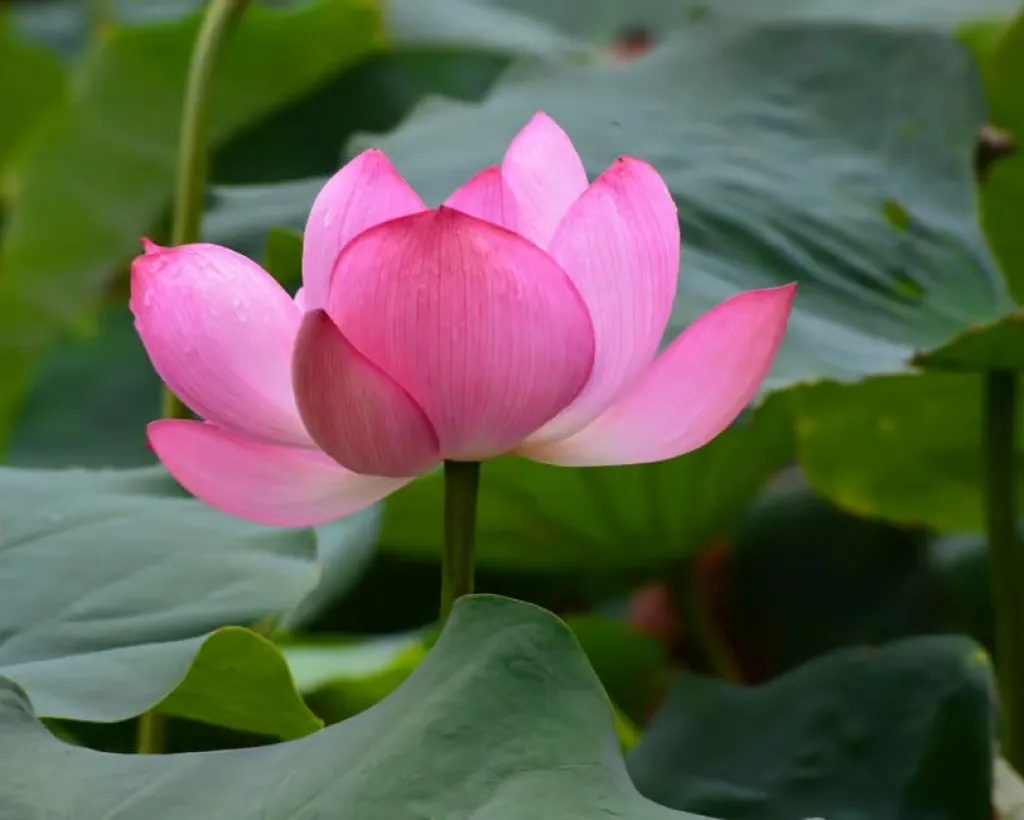 Kyoto: Guided Tour of Toji Temple with 5-Story Pagoda#3