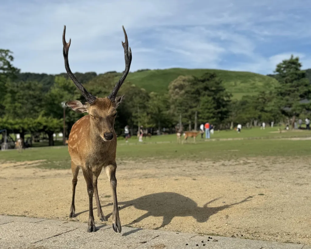 Nara: Half-Day Private Tour of 4 Must-See Spots & Deer Park#5