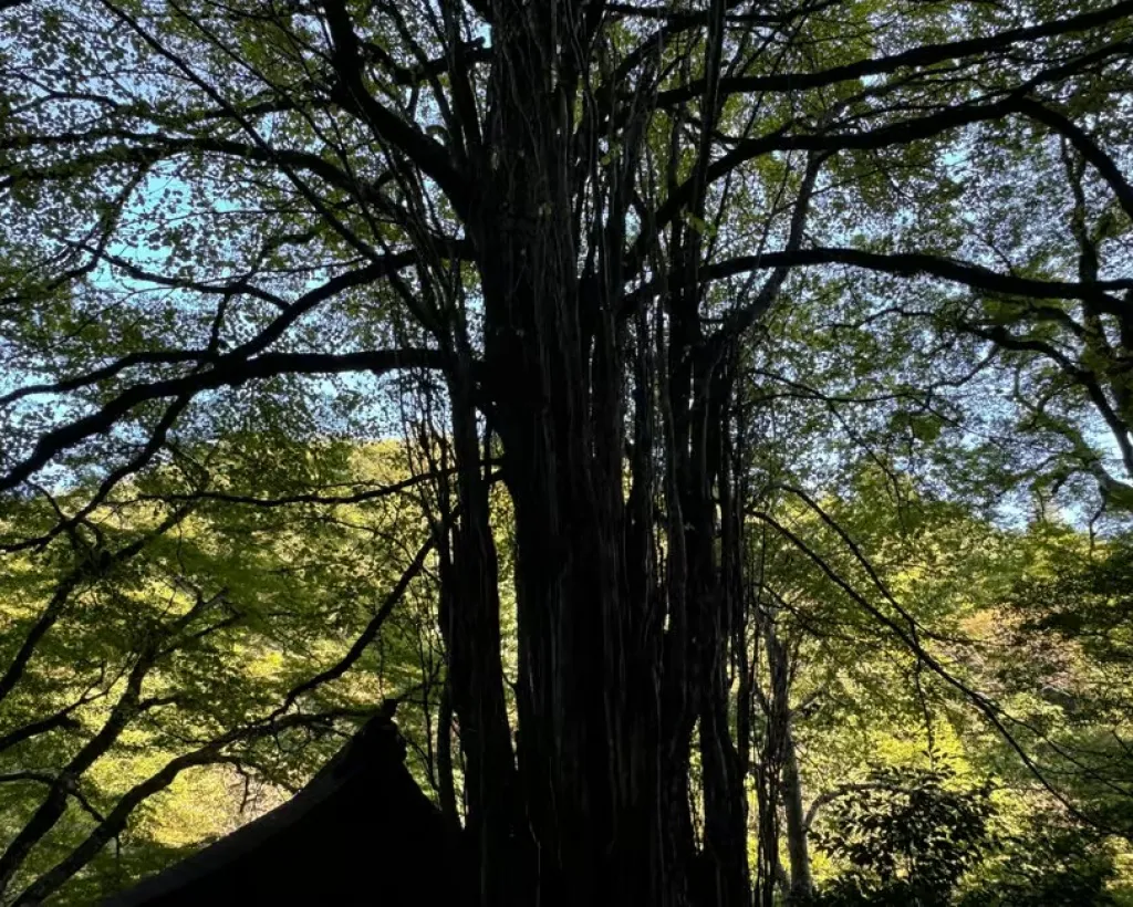 Kyoto: Kifune Shrine and the Sacred Kifune Valley Day Trip#2