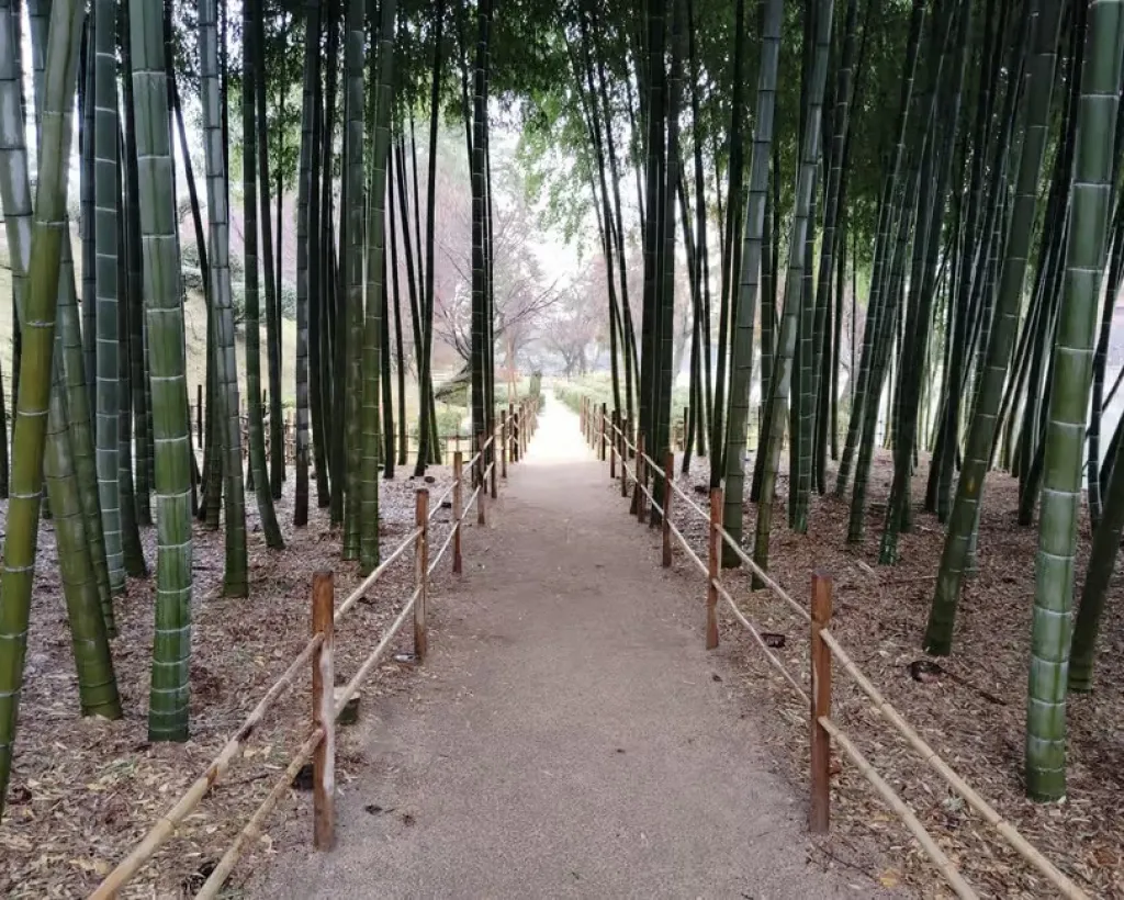 Hiroshima: Shukkei-en Garden with local guide 90min#3