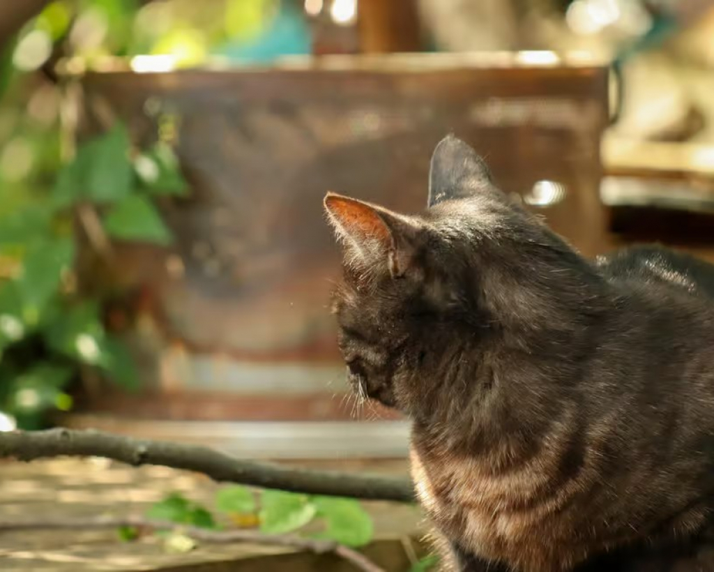 Hiroshima A Must See Onomichi 2 Hour Private Tour#5