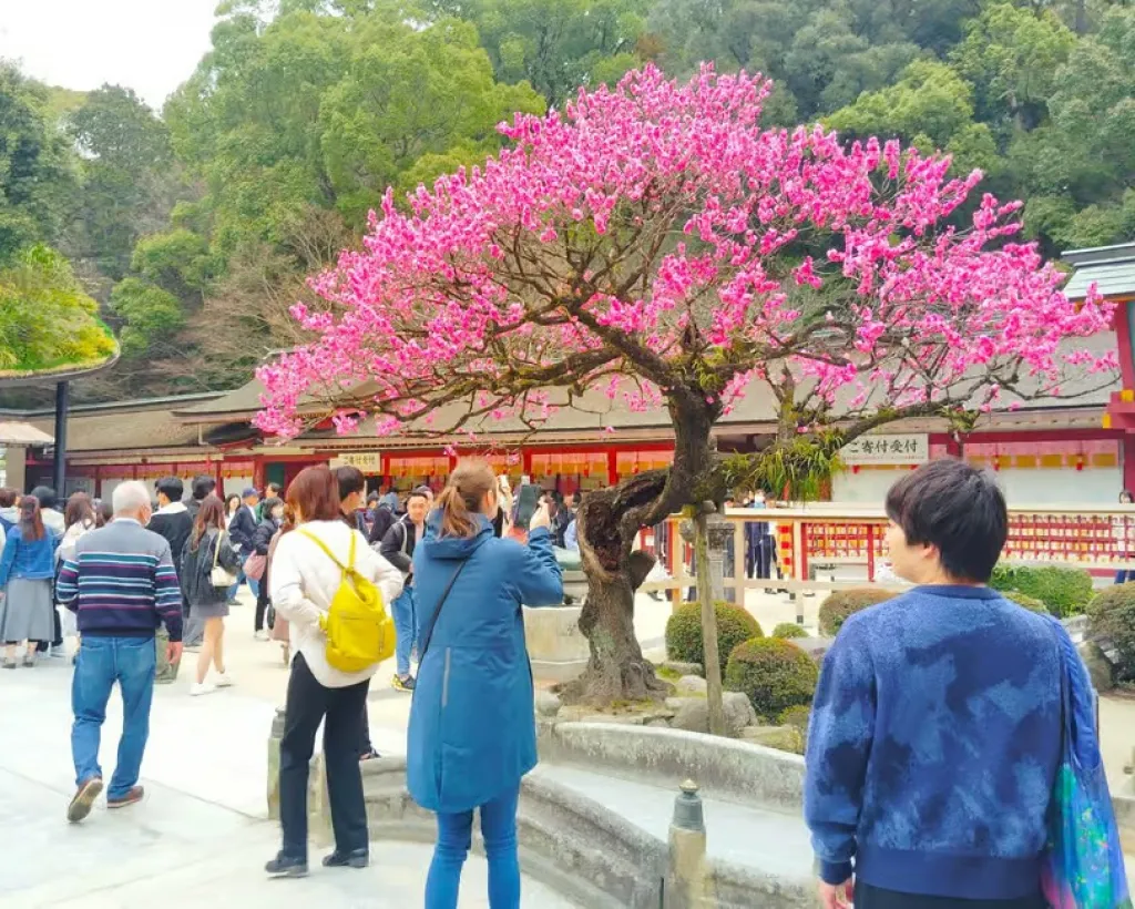 Fukuoka: Dazaifu Tenmangu 2-Hour Private Guide Tour#3
