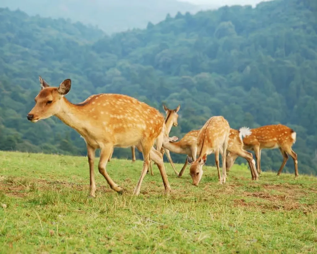 Nara: Hike Mt. Wakakusa and Encounter Wild Free-Roaming Deer#2