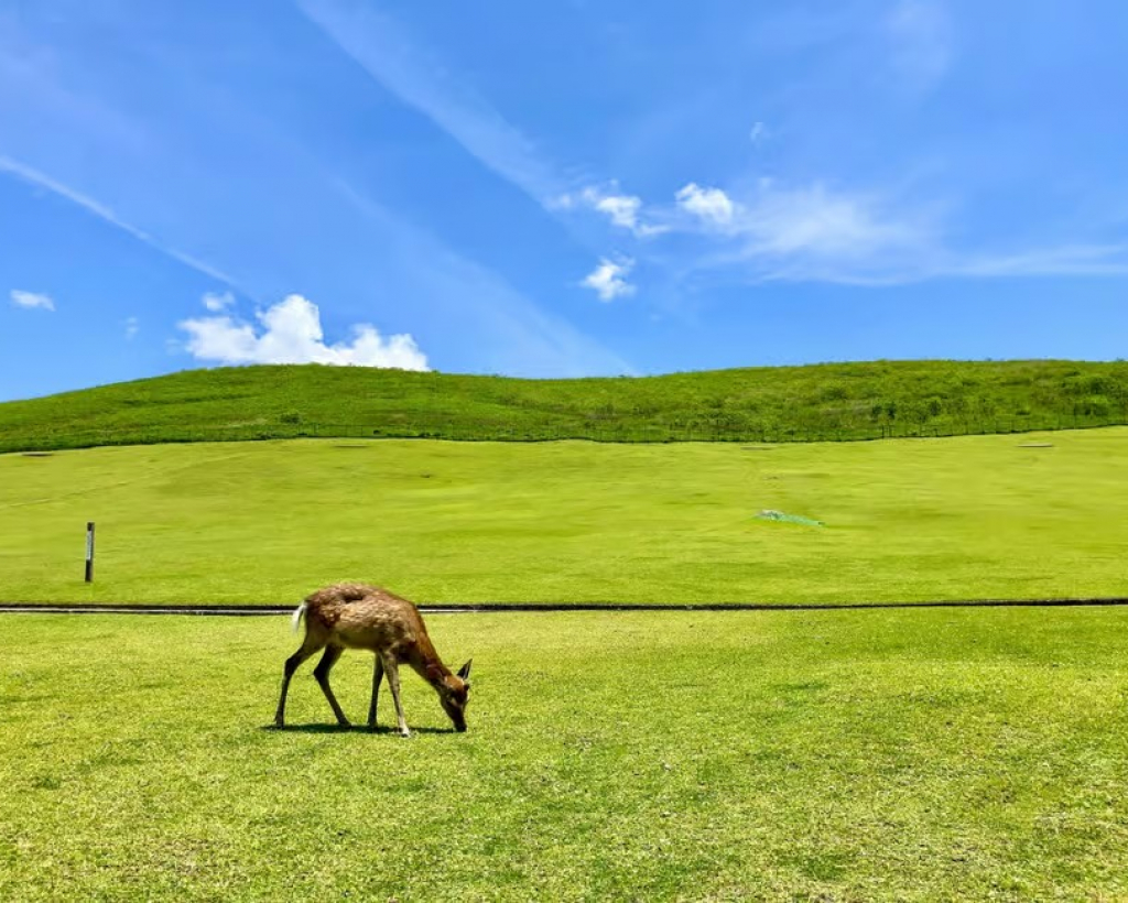Nara: Hike Mt. Wakakusa and Encounter Wild Free-Roaming Deer#4
