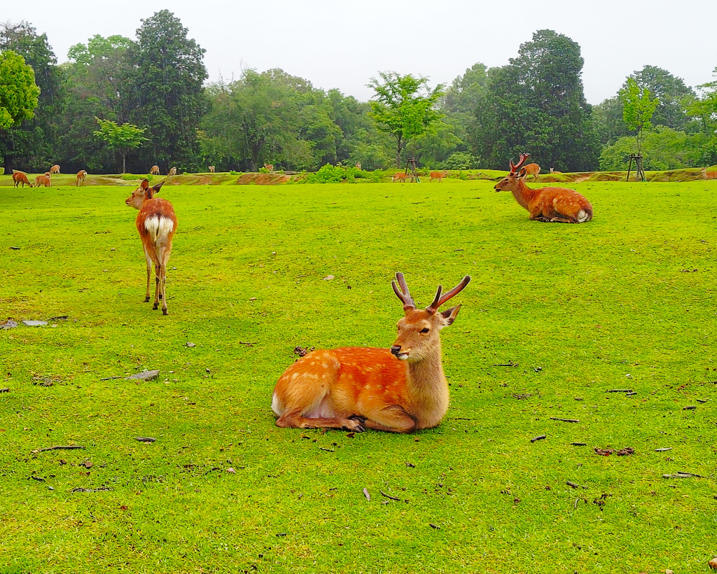 Nara: Hike Mt. Wakakusa and Encounter Wild Free-Roaming Deer#5