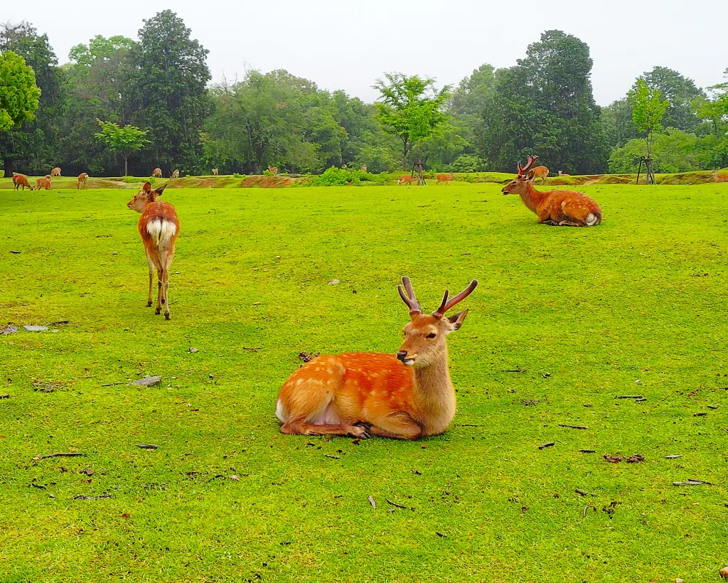 Nara: Hike Mt. Wakakusa and Encounter Wild Free-Roaming Deer#5