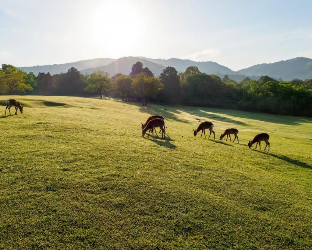 Nara: Sacred Morning Walk with Deer in the Mist#4
