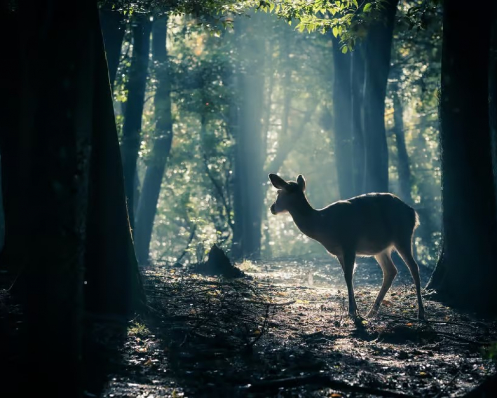 Nara: Sacred Morning Walk with Deer in the Mist#1