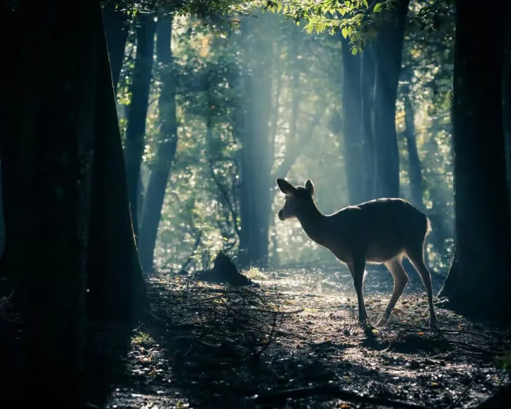 Nara: Sacred Morning Walk with Deer in the Mist#1