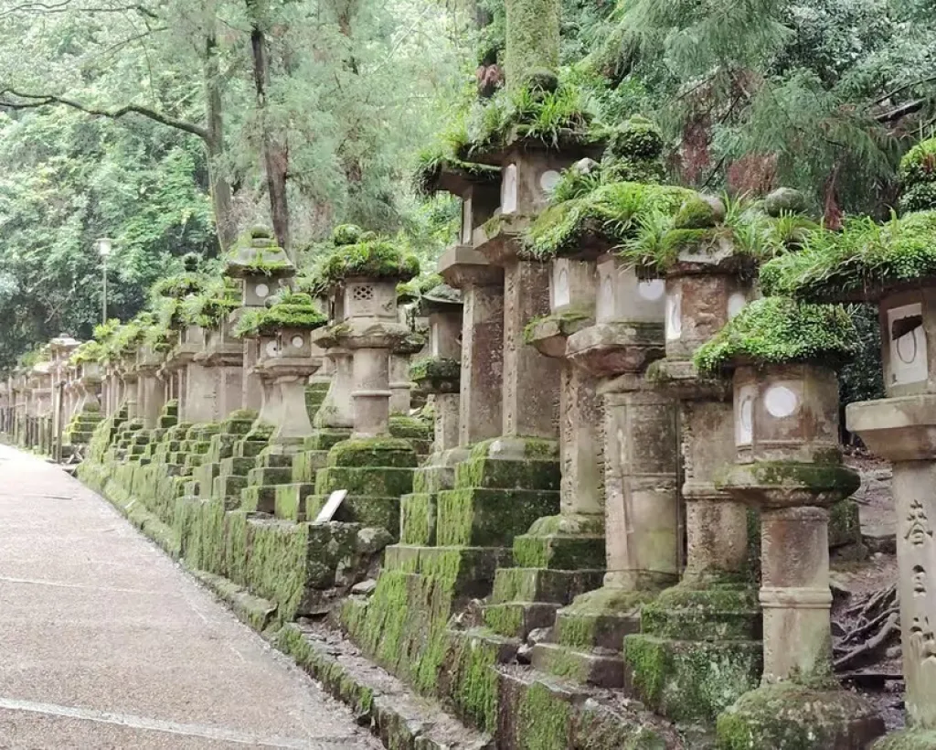 Nara: Sacred Morning Walk with Deer in the Mist#3