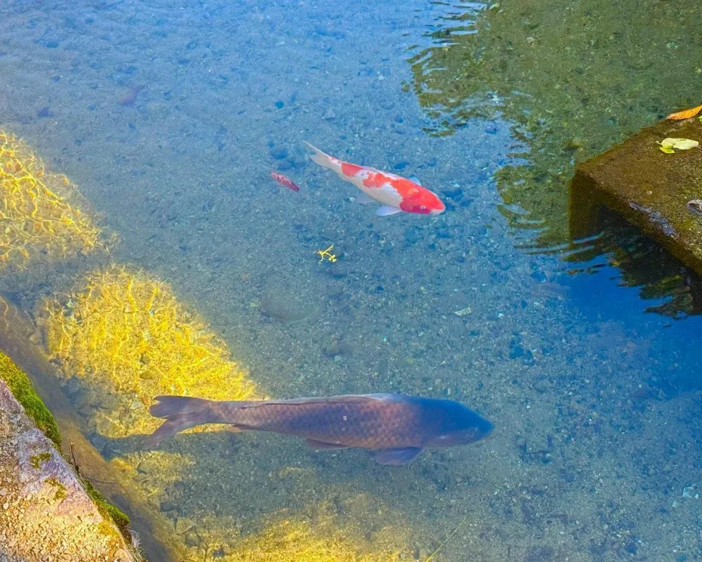 Gifu: Private Guided Tour of Shirakawa-go#5