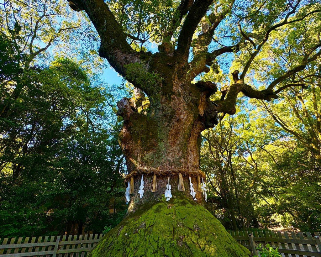 Nagoya 1-Day Private Tour - Toyota Castle Osu and Atsuta Shrine#5