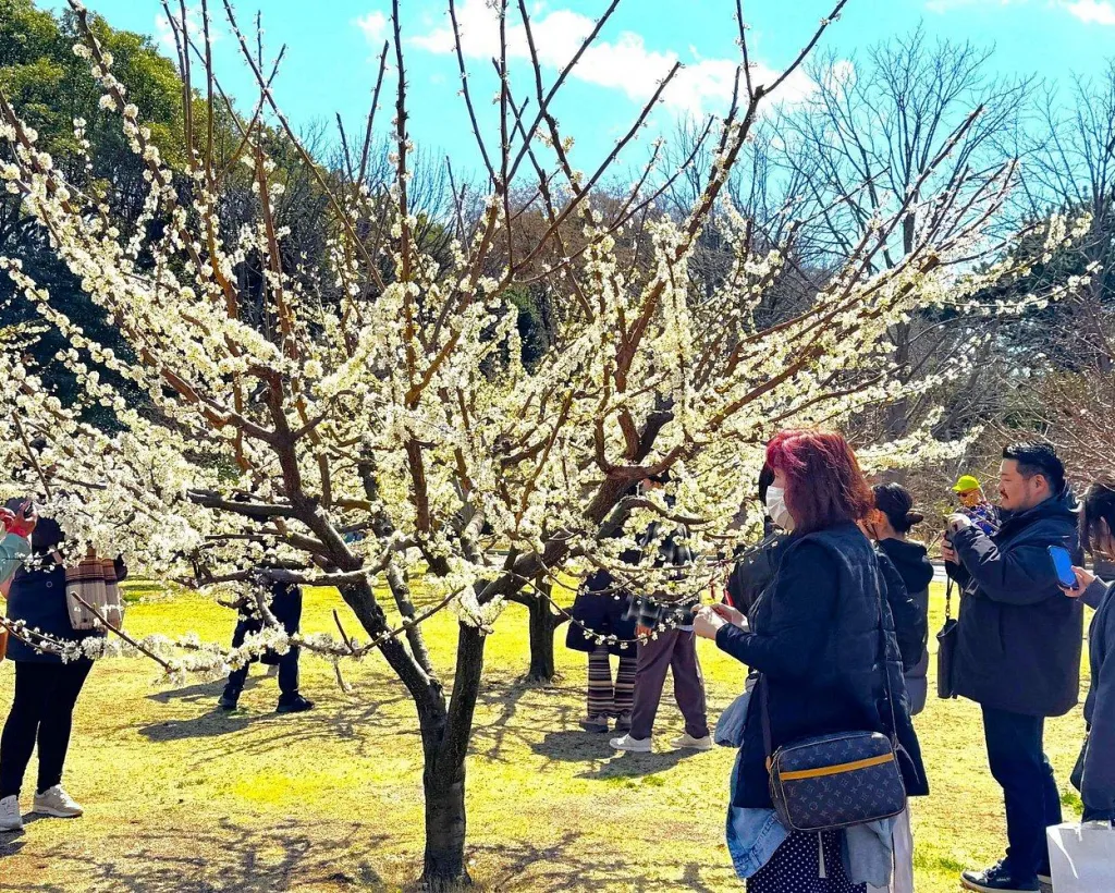 Tokyo: Edo Castle Ruins & Imperial Palace East Garden Guided Tour#5