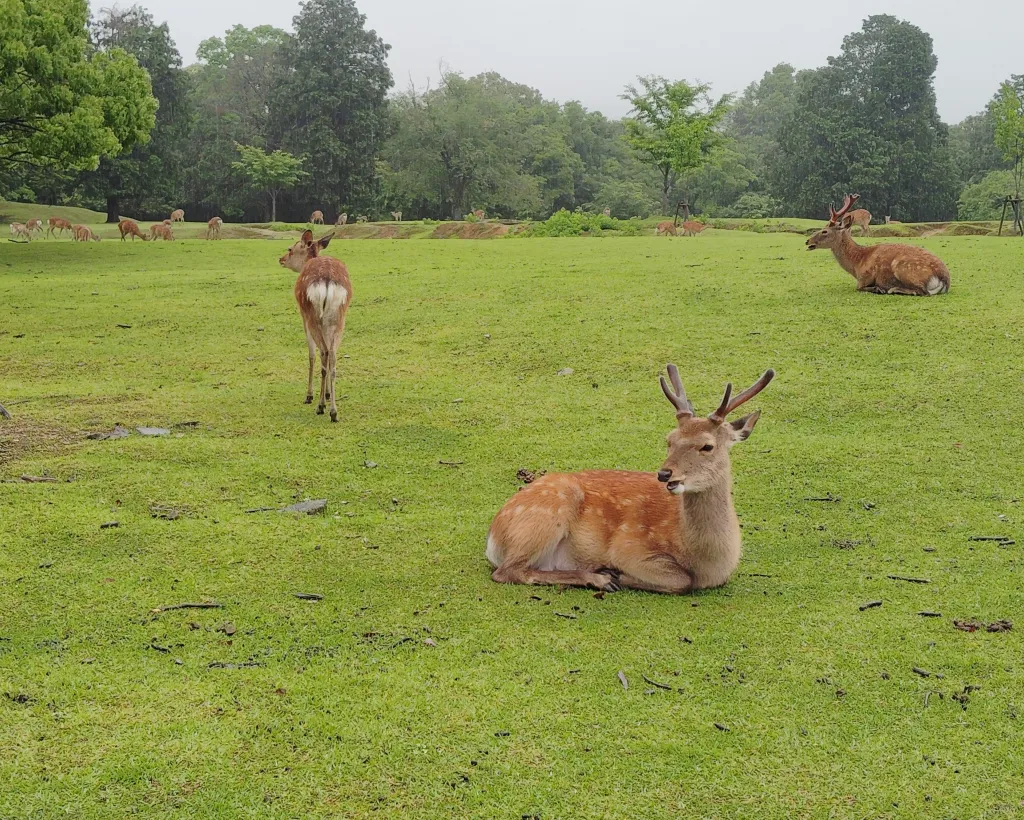 Nara: Sacred Morning Walk with Deer in the Mist#2