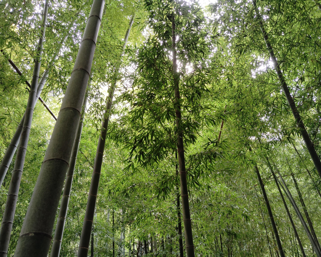 Kamakura: Hidden Gems and Sacred Sites Guided Tour#3