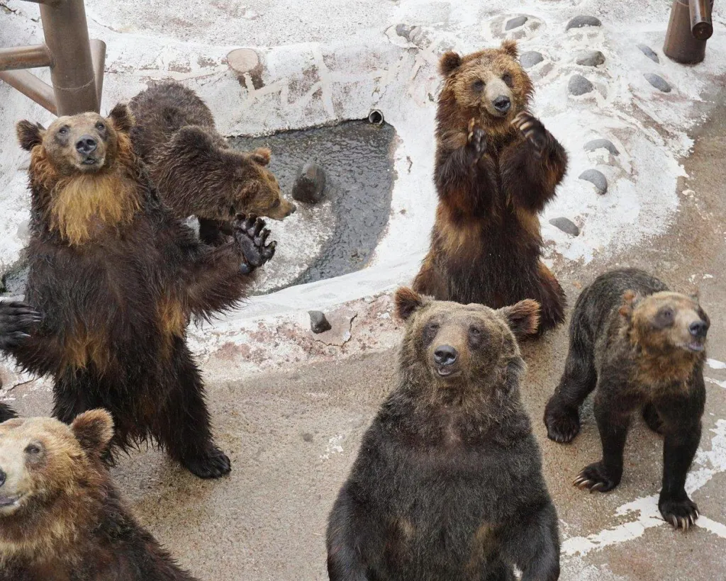 Hokkaido: Bear Park and Jigokudani Hell Valley Tour#1
