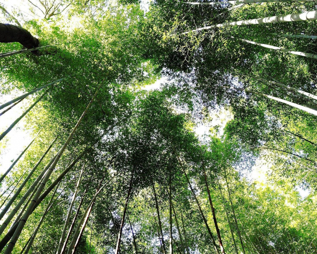 Kyoto: Serene Morning Walk in Arashiyama Bamboo Grove#4