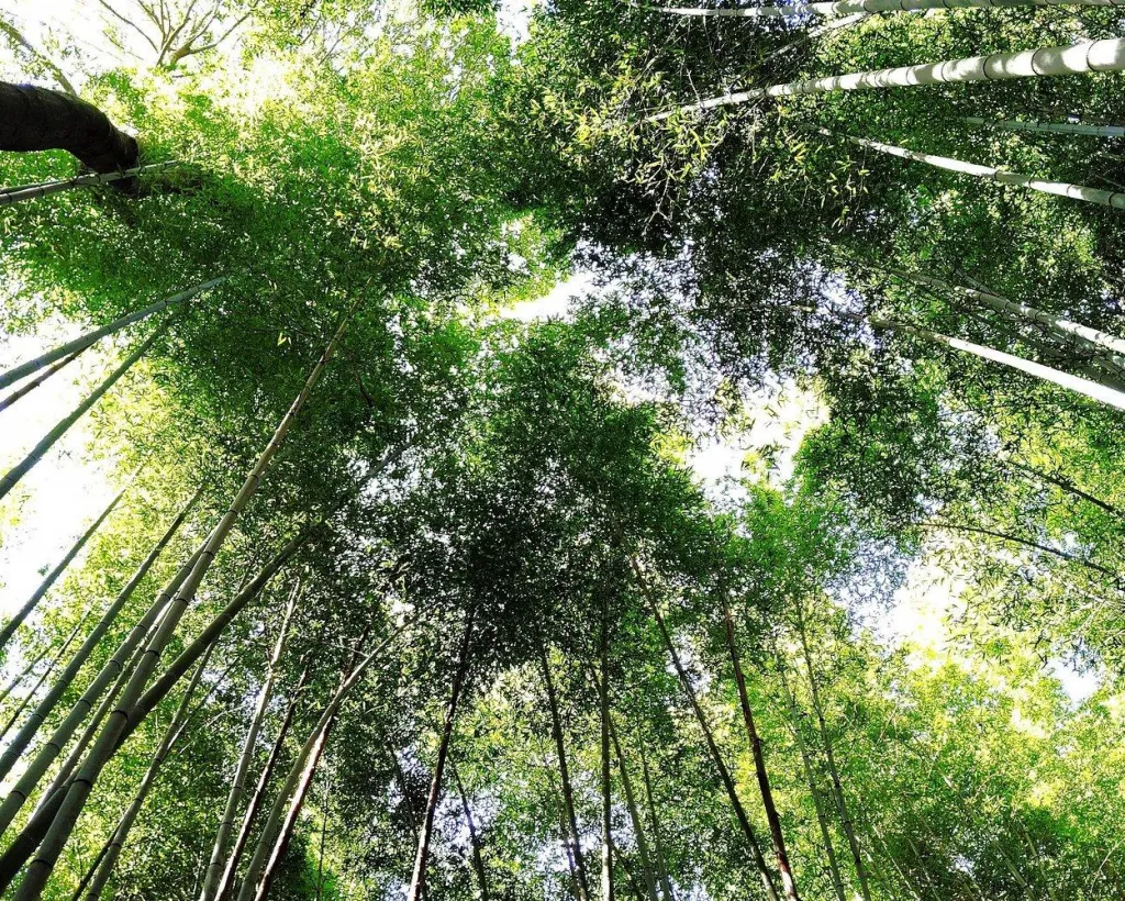 Kyoto: Serene Morning Walk in Arashiyama Bamboo Grove#4