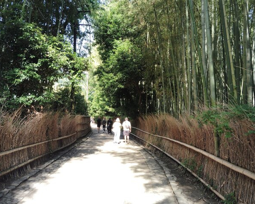 Kyoto: Serene Morning Walk in Arashiyama Bamboo Grove#3