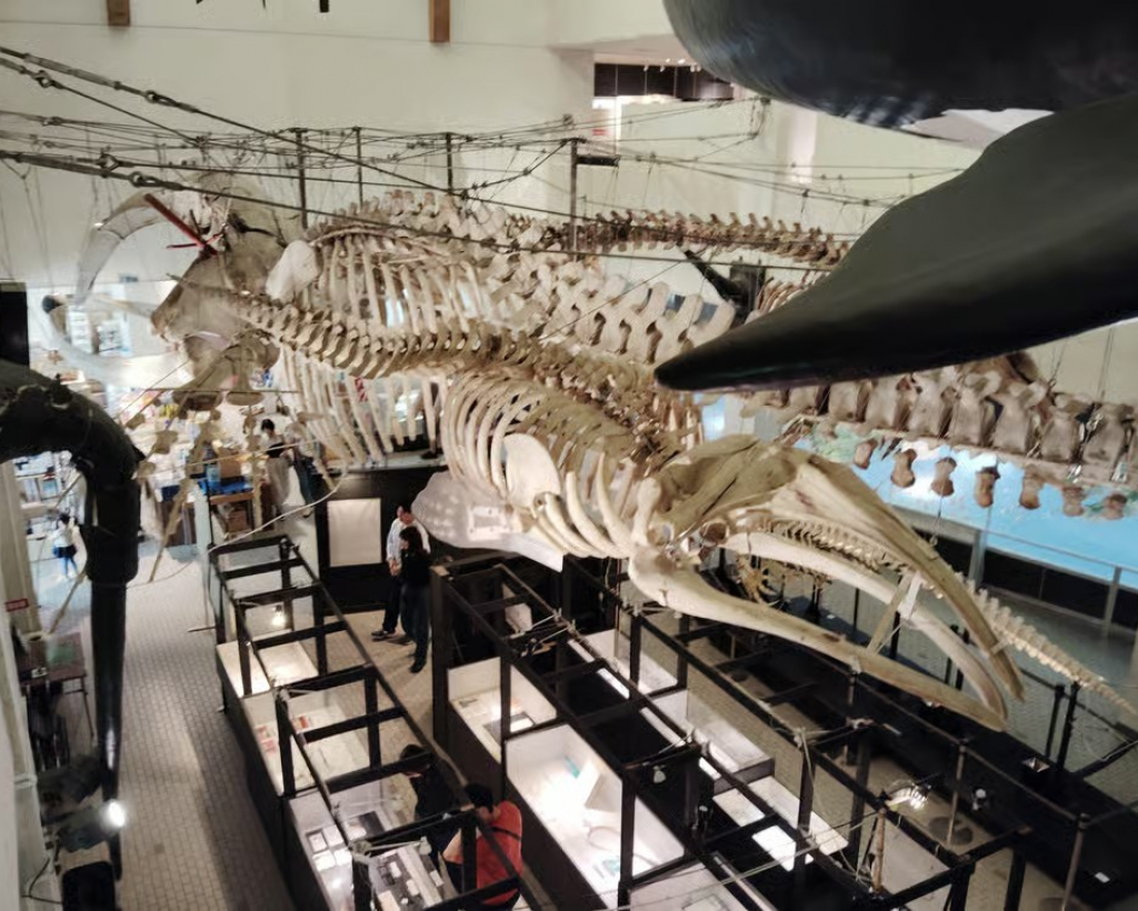 Wakayama: Taiji Whale Museum and Japan’s Ocean Heritage#1