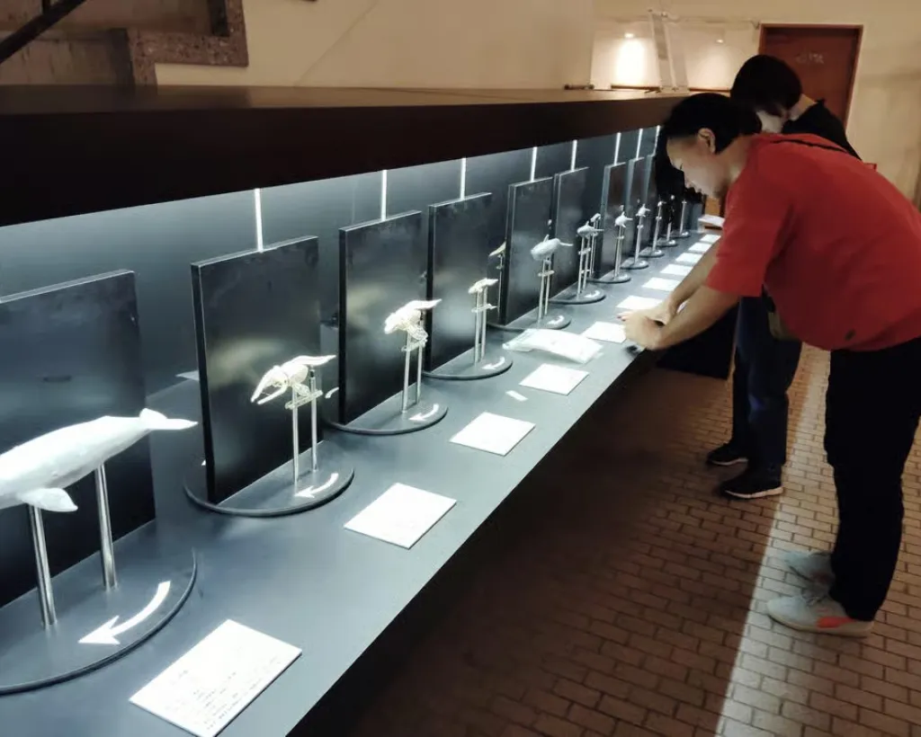Wakayama: Taiji Whale Museum and Japan’s Ocean Heritage#3