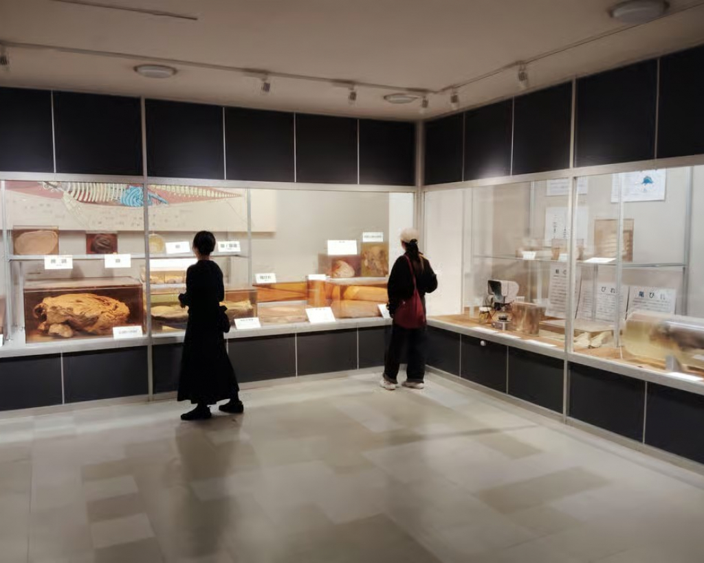 Wakayama: Taiji Whale Museum and Japan’s Ocean Heritage#4