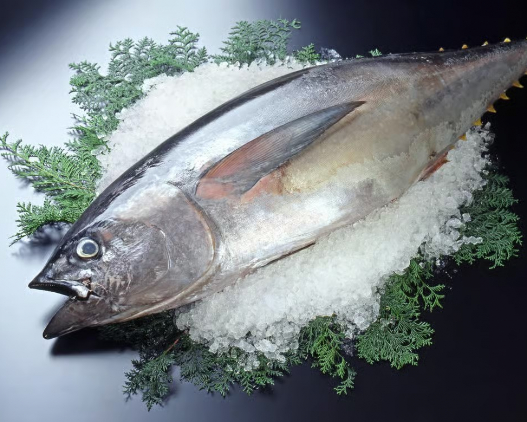 Wakayama: Learn & Taste Japan Tuna Culture in Nachikatsuura#5