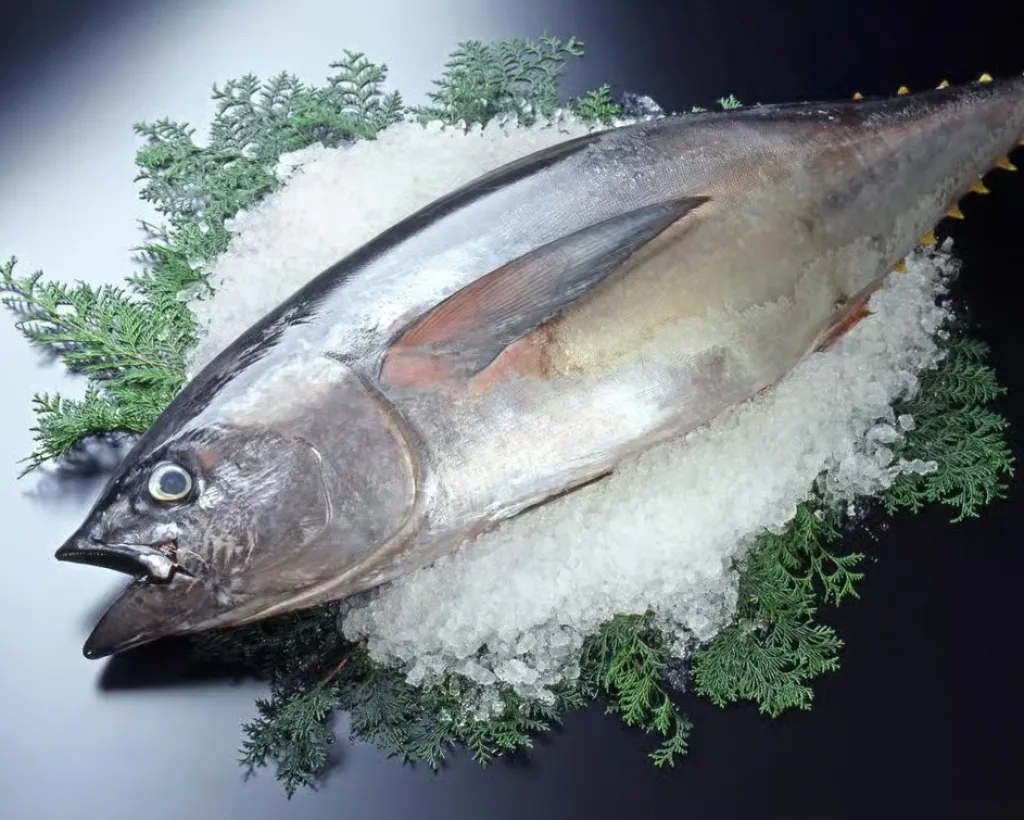 Wakayama: Learn & Taste Japan Tuna Culture in Nachikatsuura#5