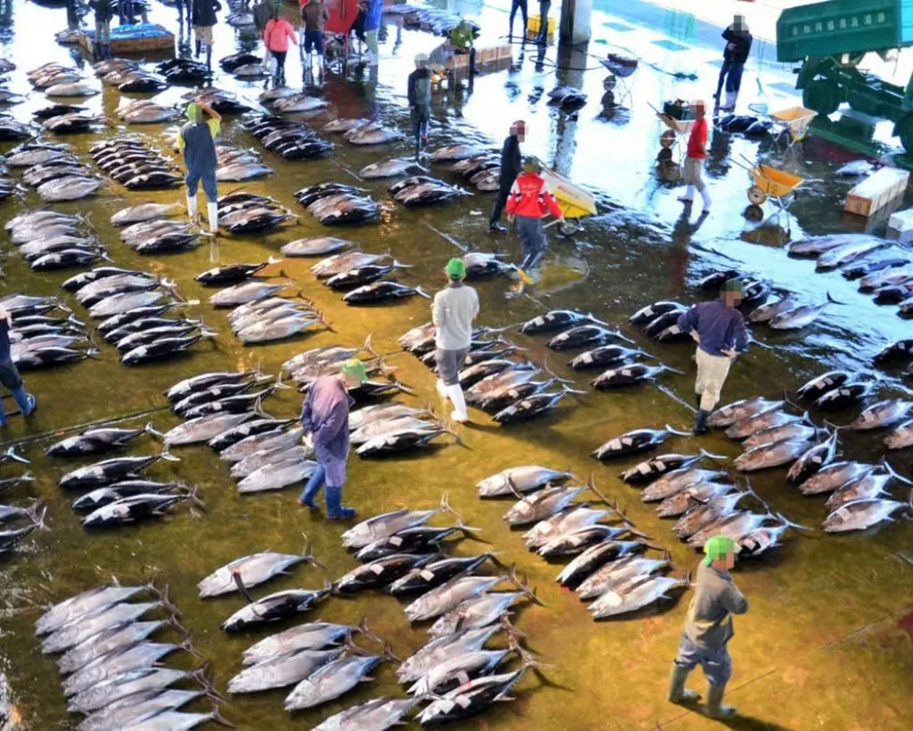 Wakayama: Learn & Taste Japan Tuna Culture in Nachikatsuura#1