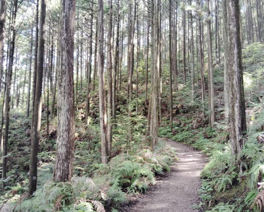 Wakayama: Walk the Kumano Kodo to Kumano Hongu Taisha#3