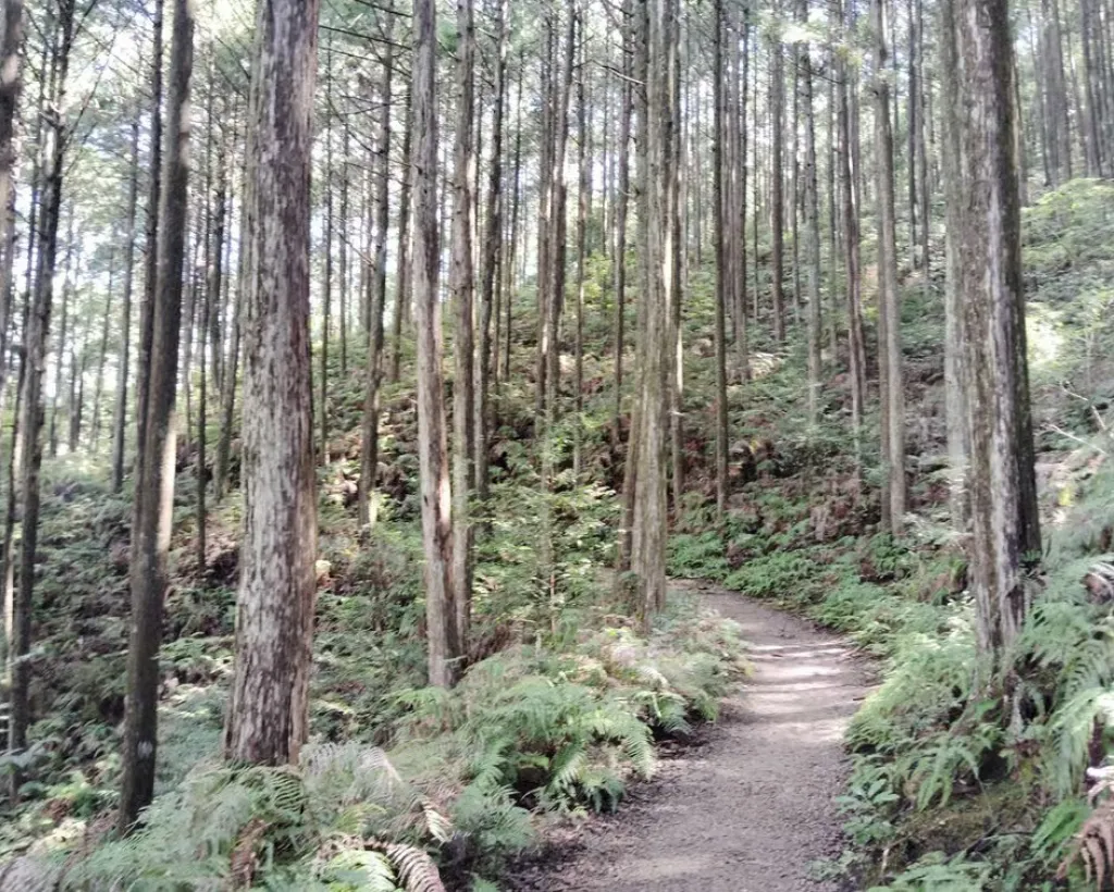 Wakayama: Walk the Kumano Kodo to Kumano Hongu Taisha#3