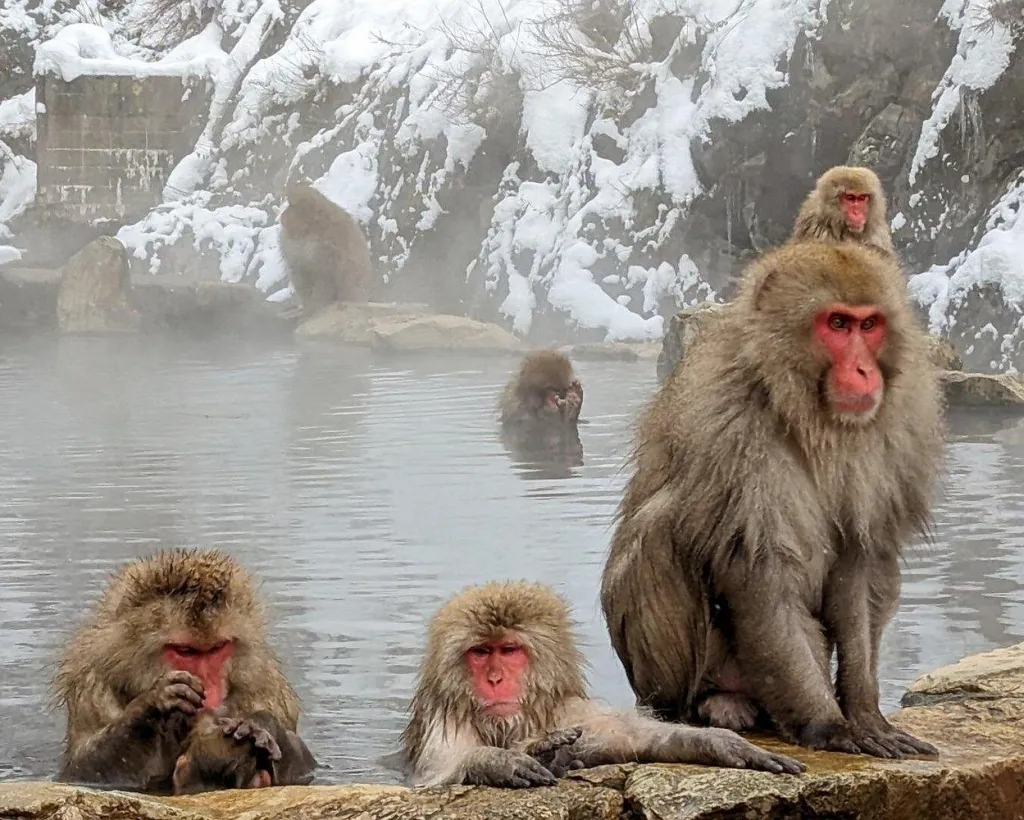 Nagano: Snow Monkeys of Jigokudani Guided Tour#1