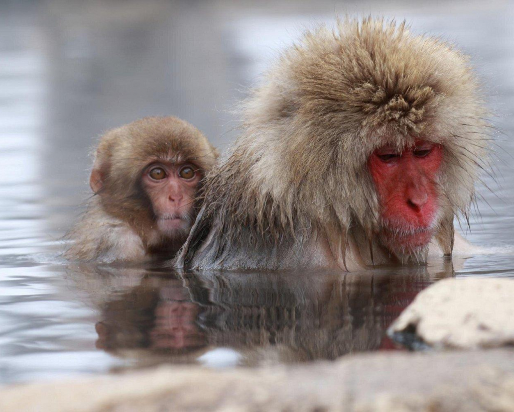 Nagano: Snow Monkeys of Jigokudani Guided Tour#2