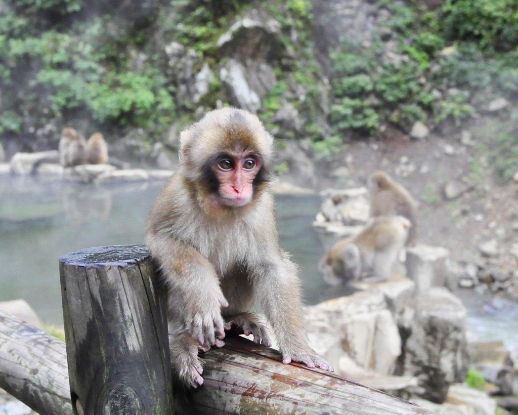 Nagano: Snow Monkeys of Jigokudani Guided Tour#4