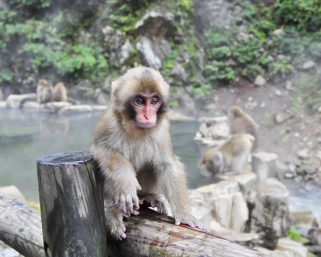 Nagano: Snow Monkeys of Jigokudani Guided Tour#4