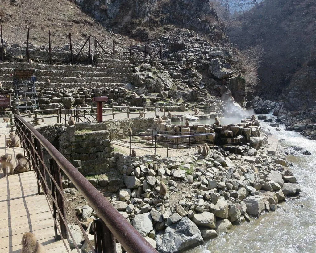 Nagano: Snow Monkeys of Jigokudani Guided Tour#3