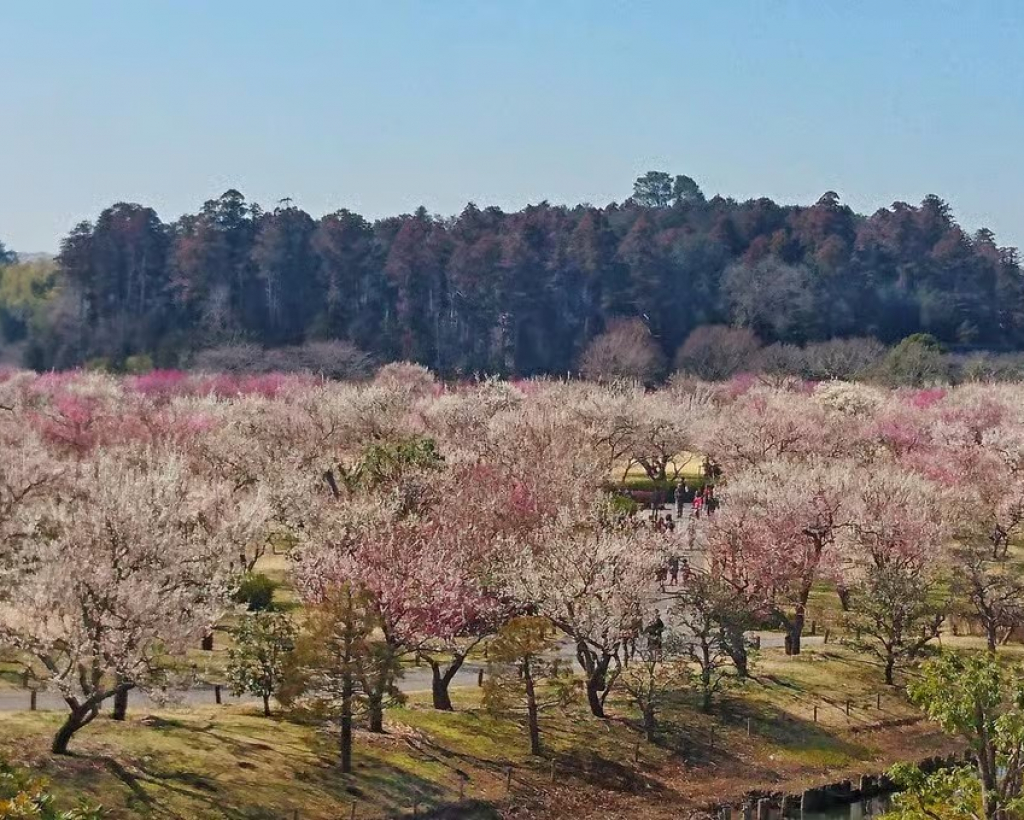 Ibaraki: Kairakuen, One of Japan’s Three Great Gardens#4