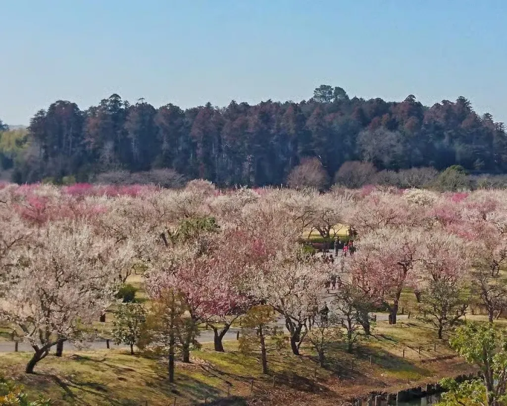 Ibaraki: Kairakuen, One of Japan’s Three Great Gardens#4