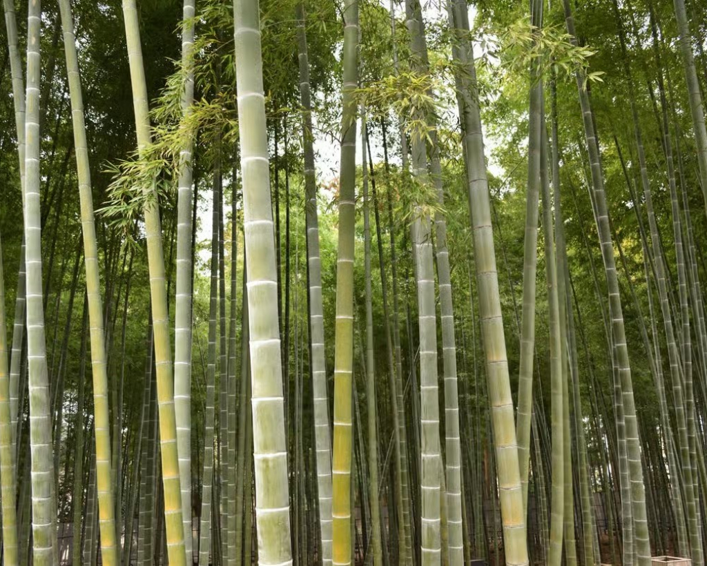 Ibaraki: Kairakuen, One of Japan’s Three Great Gardens#5