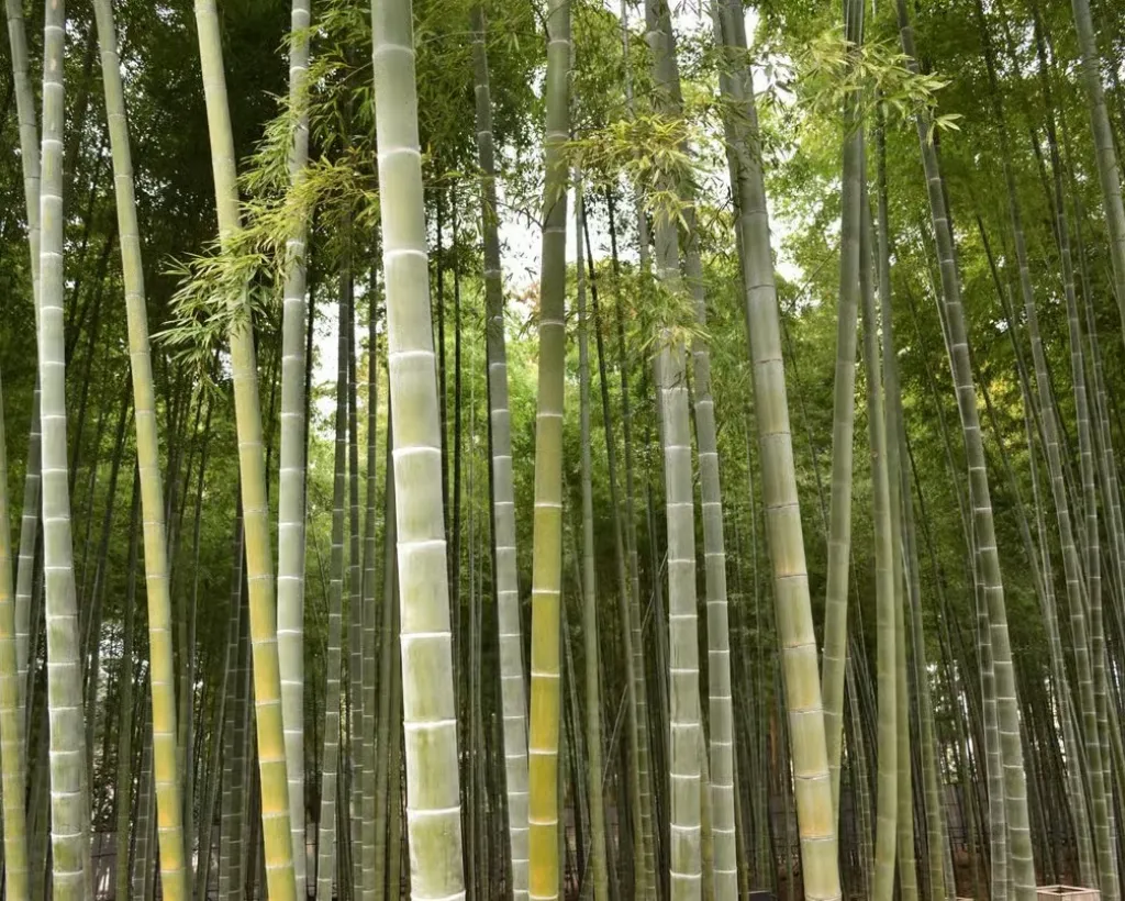 Ibaraki: Kairakuen, One of Japan’s Three Great Gardens#5