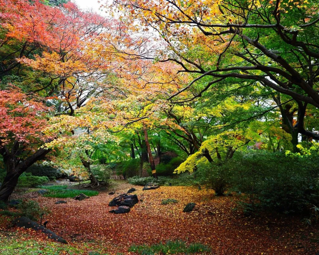 Tokyo: Edo-Period Rikugien Garden Walk with Matcha#5