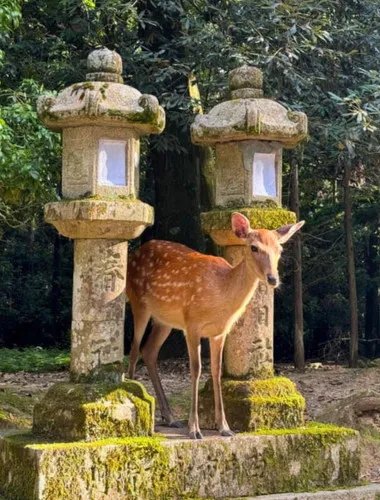 Nara: Nara’s Highlights in 3 Hours