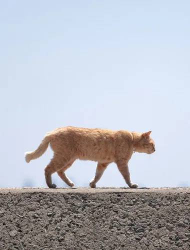 Fukuoka: Ainoshima Island Cat Tour with Ferry Ride